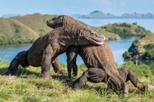 Flores Trip Waerebo,Komodo Island Sailing 4D3N flores trip waerebo trip komodo trip Java Adventure Seekers