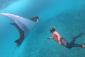 Nusa Lembongan Snorkeling Trip From Bali 2D1N nusa lembongan trip nusa lembongan trip,snorkeling trip,manta trip,turtle trip Java Adventure Seekers